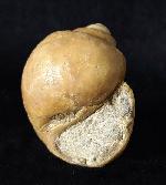 Ampullina sp. (FRUSSAC 1822) - Bild © FossNet FossilienStore